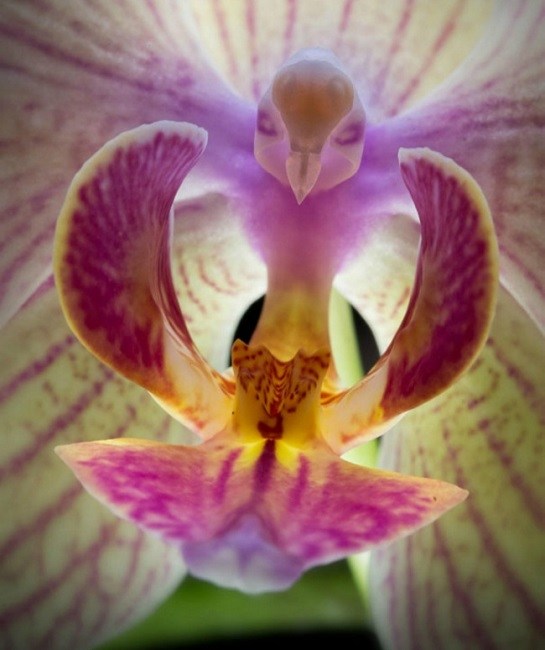 Moth Orchid